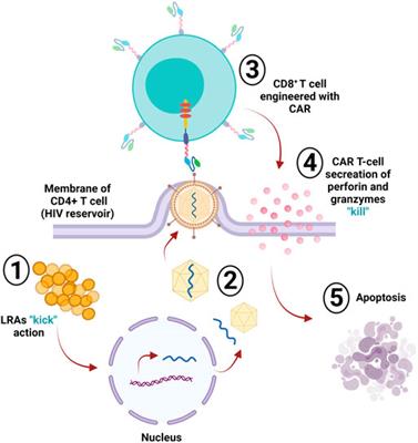 Chimeric Antigen Receptor T-Cells: An Overview of Concepts, Applications, Limitations, and Proposed Solutions